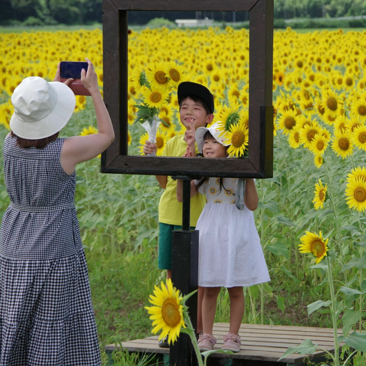 益子・5ヘクタール染める黄色 休耕田活用でひまわり祭り｜県内主要