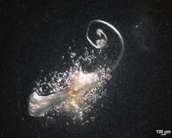 毛をつくる「第3の細胞」を発見