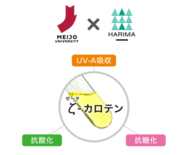 「ζ（ゼータ）‑カロテン」化粧品次世代素材として肌老化３要因に関する基…