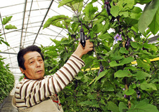 ＜60＞つや良く、張りある「はが野」のナス　イチゴに次ぐ自慢の逸品