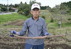 【夕刊】規格外のサイズにヤマイモと勘違い