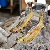 ふっくら秋のアユに舌鼓　落ちアユシーズンで大田原・黒羽観光やなににぎわい