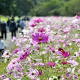 早咲きのコスモス満開　高根沢の鬼怒グリーンパーク　深まる秋の気配満喫