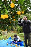 ユズの収穫最盛期　茂木