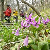 薄紫のカタクリ、かれんに　佐野の万葉自…