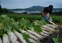 「高冷地塩原だいこん」の収穫