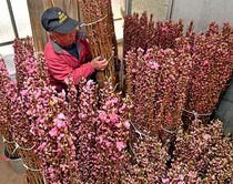 ハナモモ出荷が最盛期　那珂川