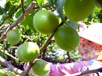 宇都宮で梅の収穫