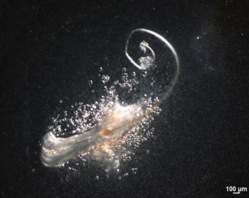 　体外で再現したマウスの毛包（オーガンテック提供）