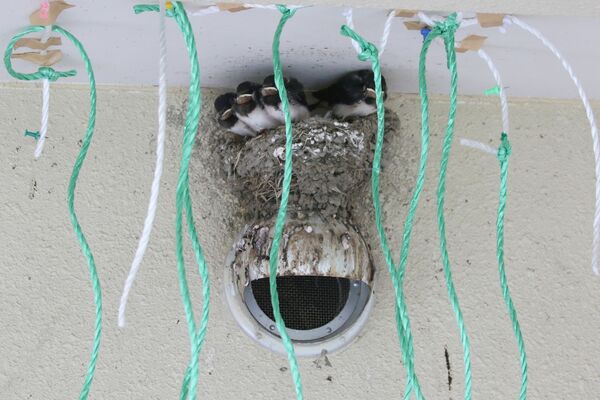ひなのいる巣の周りにつるされたカラスよけのひも＝石川県白山市で出口学芸員撮影