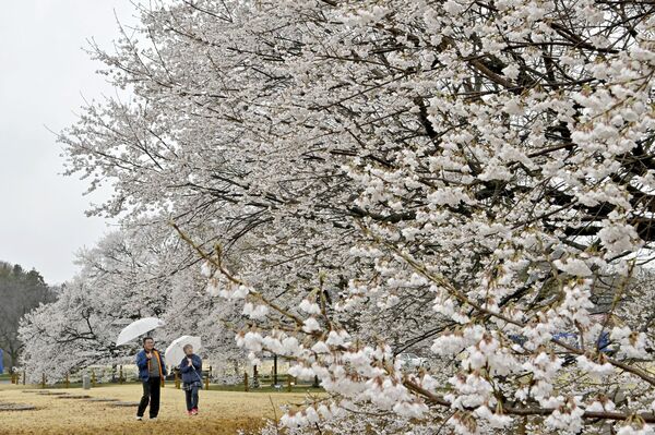 満開を迎え、雨の中でしっとりと咲く淡墨桜＝26日午前11時20分、下野市国分寺