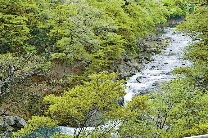 ハイキングコースから見ることができる布滝