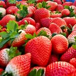 栃木県産イチゴの販売額、25年産も過去最高更新　「王国」盤石に　ＪＡ全…