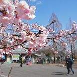 カワヅザクラ開花　みかも山公園　例年より２～３週間ほど遅く