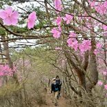 アカヤシオ、足尾銅山を彩る　日光・備前楯山で満開に