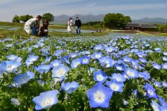 那須フラワーワールドでネモフィラ見頃