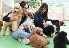 ９０種１０００匹、犬好きを魅了