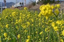 菜の花見頃　足利