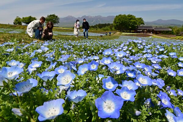 那須フラワーワールドの花畑を青く染めるネモフィラ＝９日午前10時40分、那須町豊原丙