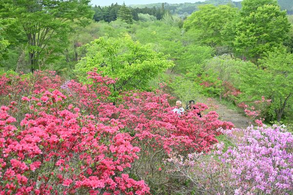 見頃を迎えている「花の山」のツツジ