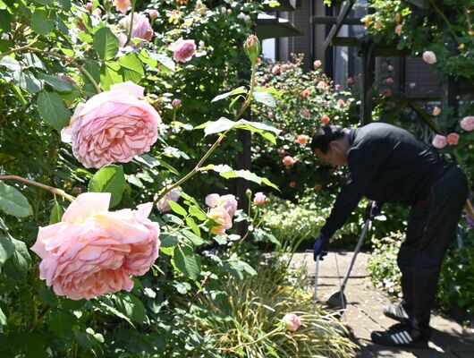 色とりどりのバラが見頃を迎えた庭