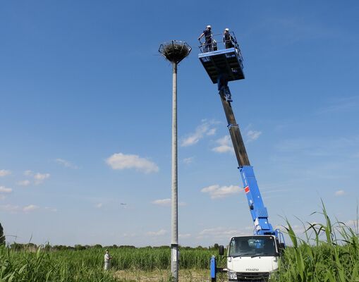 渡良瀬遊水地第１調整池内の人工巣塔での托卵作業（市提供）