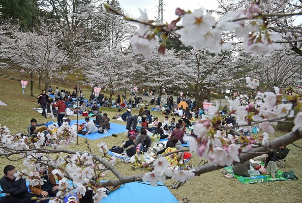 花見客でにぎわう宇都宮市中心部の八幡山公園（2016年撮影）
