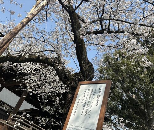 夫の遺影と共に花見に行った靖国神社の標本木（3月29日撮影）