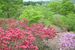 見頃を迎えている「花の山」のツツジ