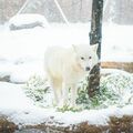 ホッキョクオオカミの雄「アザリー」死ぬ　ドイツから来た６歳、国内初の繁殖にも貢献　那須どうぶつ王国