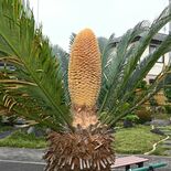 巨大な松ぼっくり！？　下野、田村さん方でソテツの花咲く　栃木県内では珍…