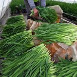色鮮やか旬の味、冬ニラ収穫「一番刈り」最盛期　鹿沼
