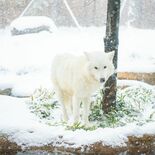 ホッキョクオオカミの雄「アザリー」死ぬ　ドイツから来た６歳、国内初の繁…