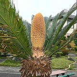 巨大な松ぼっくり！？　下野、田村さん方でソテツの花咲く　栃木県内では珍しい