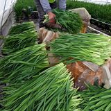 色鮮やか旬の味、冬ニラ収穫「一番刈り」最盛期　鹿沼