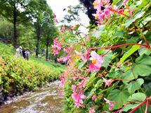 シュウカイドウが見頃　栃木の出流ふれあいの森