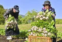 春の塩原かぶ 甘みマシマシ