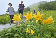 日光でニッコウキスゲが見頃