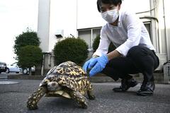 ヒョウモンリクガメ捕獲