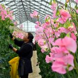 春の門出を祝う淡い彩り　上三川でスイートピー出荷最盛期【動画】