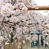 シダレザクラ満開　佐野