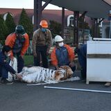 初の来園者参加型避難訓練　那須どうぶつ王国で「トラが園内逃走中」　100人が協力