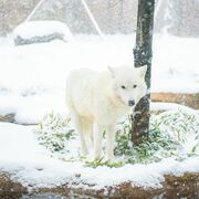 ホッキョクオオカミの雄「アザリー」死ぬ　ドイツから来た６歳、国内初の繁殖にも貢献　…