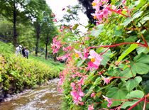 シュウカイドウが見頃　栃木の出流ふれあいの森
