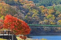 もみじ谷大吊橋の紅葉