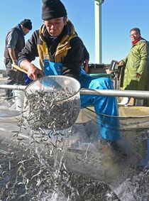 稚アユ出荷ピーク