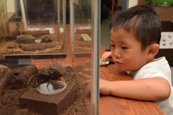 ヘラクレスオオカブトの展示に見入る子ども