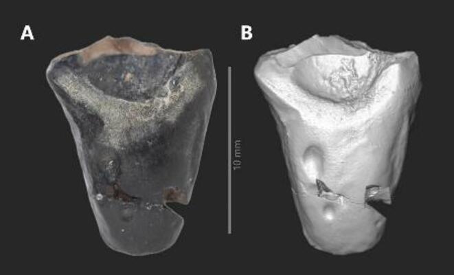 　角竜類の歯の化石。右は化石の３Ｄモデル（久慈琥珀博物館提供）