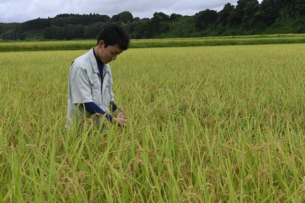 コメの実入りを確認する岡田さん＝30日午後、さくら市