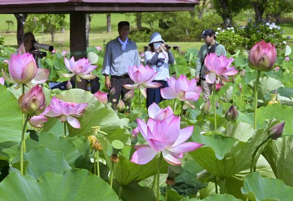つがの里の池を彩るハスの花＝22日午前８時50分、栃木市都賀町臼久保